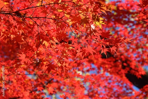 Autumn leaves background from Japan