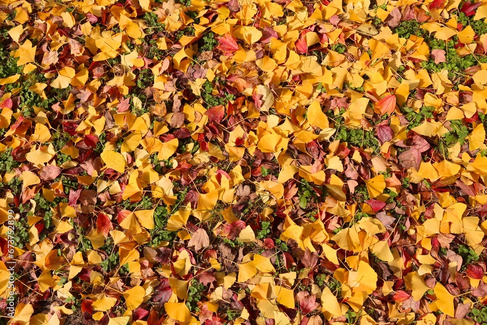 Fallen ginkgo tree leaves in Japan Fallen ginkgo tree leaves in Japan