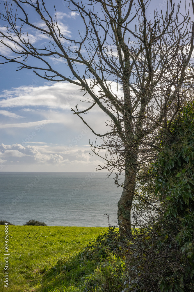 Tree on the south Cornwall coast looking out to sea at Looe Tree on the south Cornwall coast looking out to sea at Looe