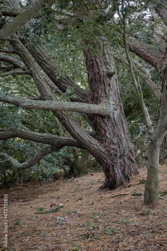 Large Tree trunk in woods at Looe Cornwall