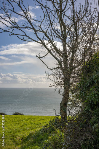 Tree on the south Cornwall coast looking out to sea at Looe © Jim Peters