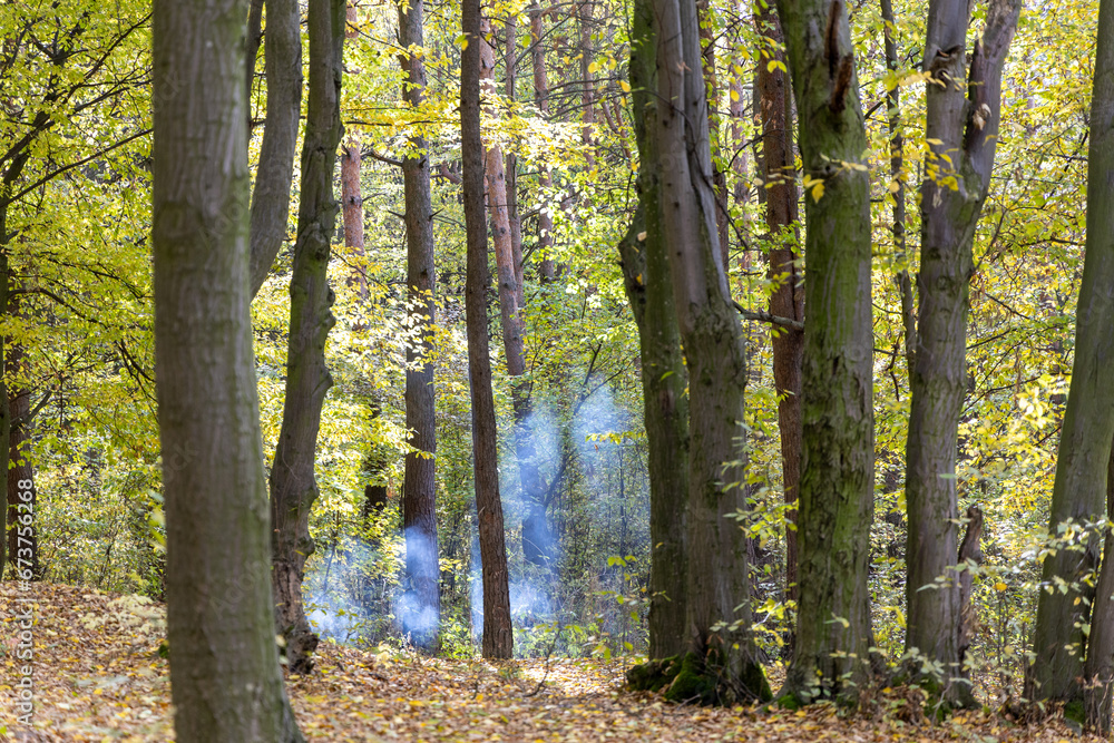 Naklejka premium Autumn forest in a sunny day