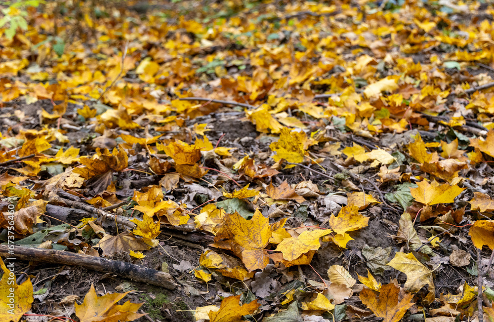 Fallen dry leaves in the autumn forest Fallen dry leaves in the autumn forest