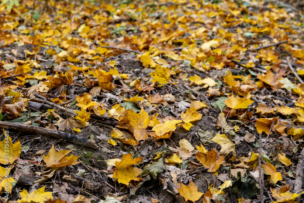 Fallen dry leaves in the autumn forest Fallen dry leaves in the autumn forest