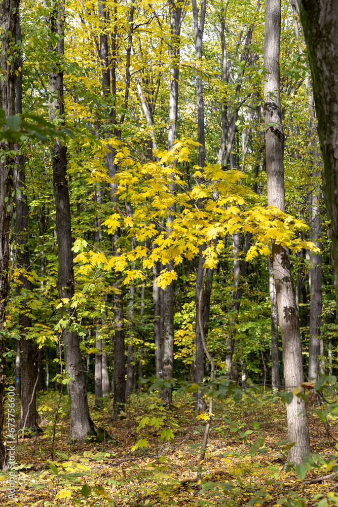 Obraz premium Autumn forest in a sunny day