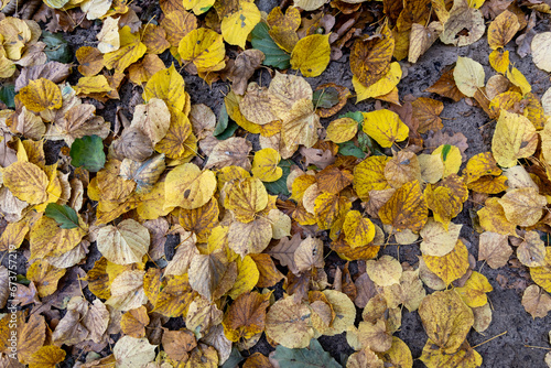 Fallen dry leaves in the autumn forest