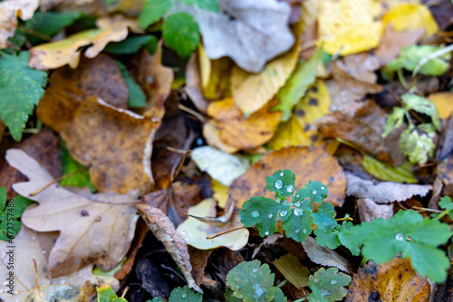 Fallen dry leaves in the autumn forest