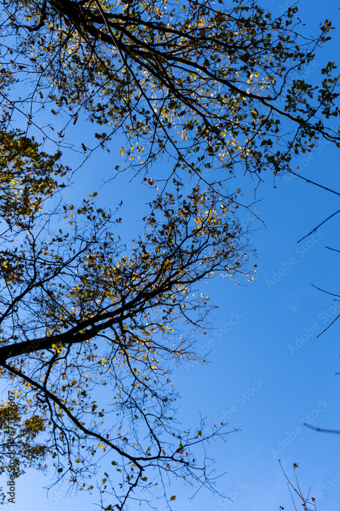 Yellow leaves on trees in autumn Yellow leaves on trees in autumn