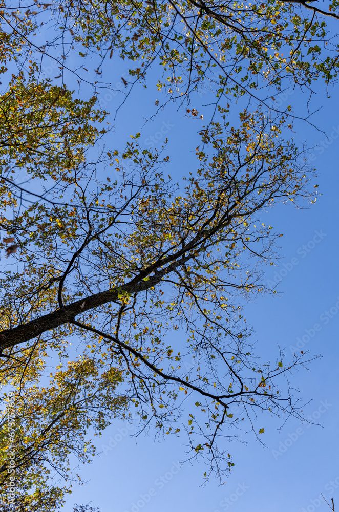 Yellow leaves on trees in autumn