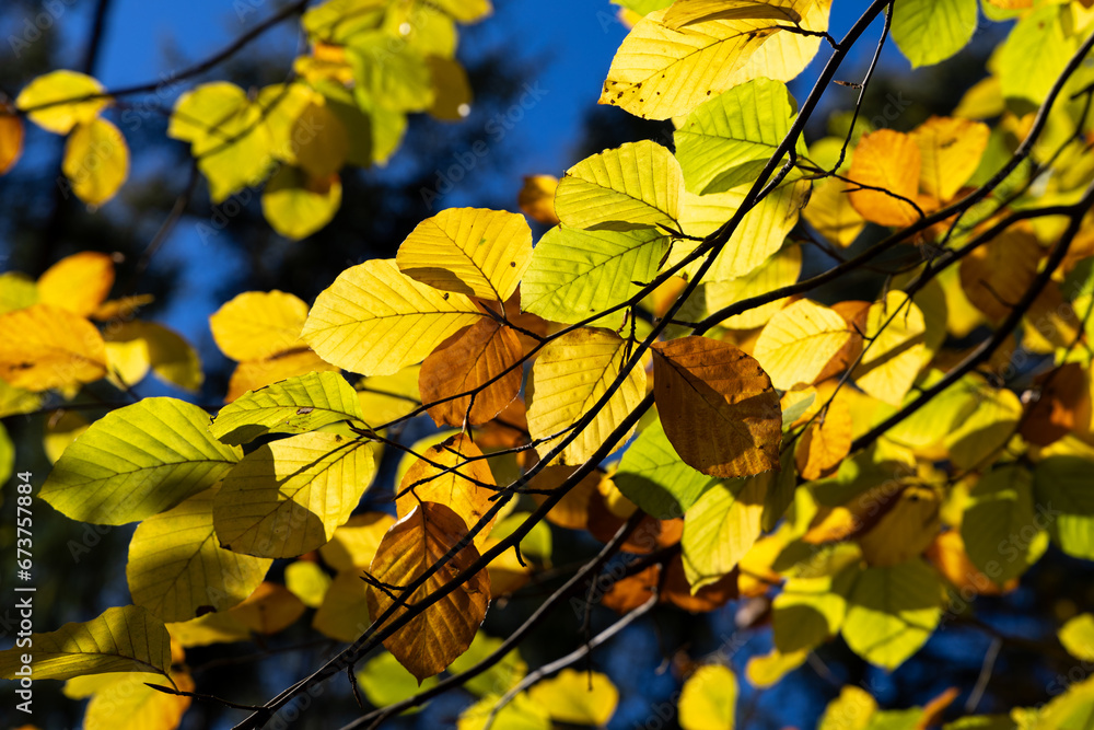 Obraz premium Bright yellow leaves on autumn trees