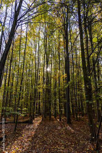 Autumn forest in a sunny day