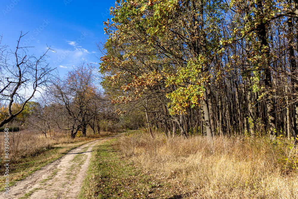 Autumn forest in a sunny day