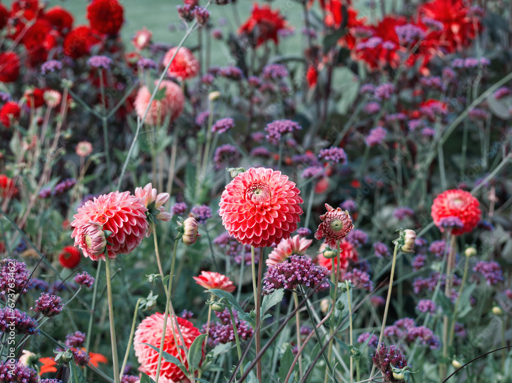 Dahlia flowers. Beautiful pink flowers in full bloom on green leaves background. Autumn chrysanthemum. Blooming flowers meadow. Autumn colorful landscape. Pink dahlias. Pink aesthetic. Fall bloom. Dahlia flowers. Beautiful pink flowers in full bloom on green leaves background. Autumn chrysanthemum. Blooming flowers meadow. Autumn colorful landscape. Pink dahlias. Pink aesthetic. Fall bloom.