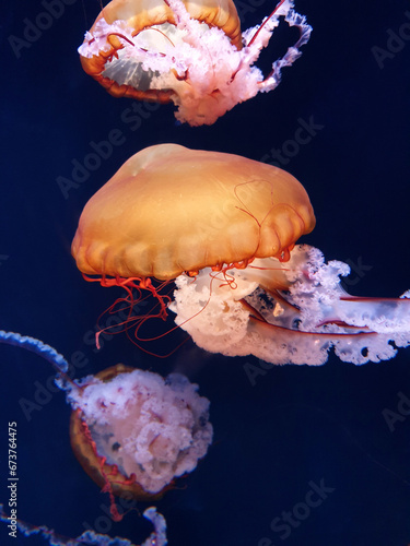 A group of beautiful jellyfish. These are dangerous jellyfish for humans.