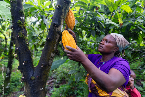 Mother with baby strapped to her back picking ripe yellow cocoa pods from the tree