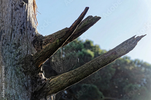 a spider web  on  tree