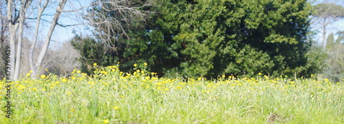 yellow flowers big meadow