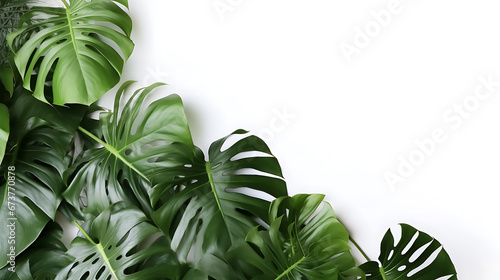 Creative arrangement of tropical monstera leaves against white abstract wall background