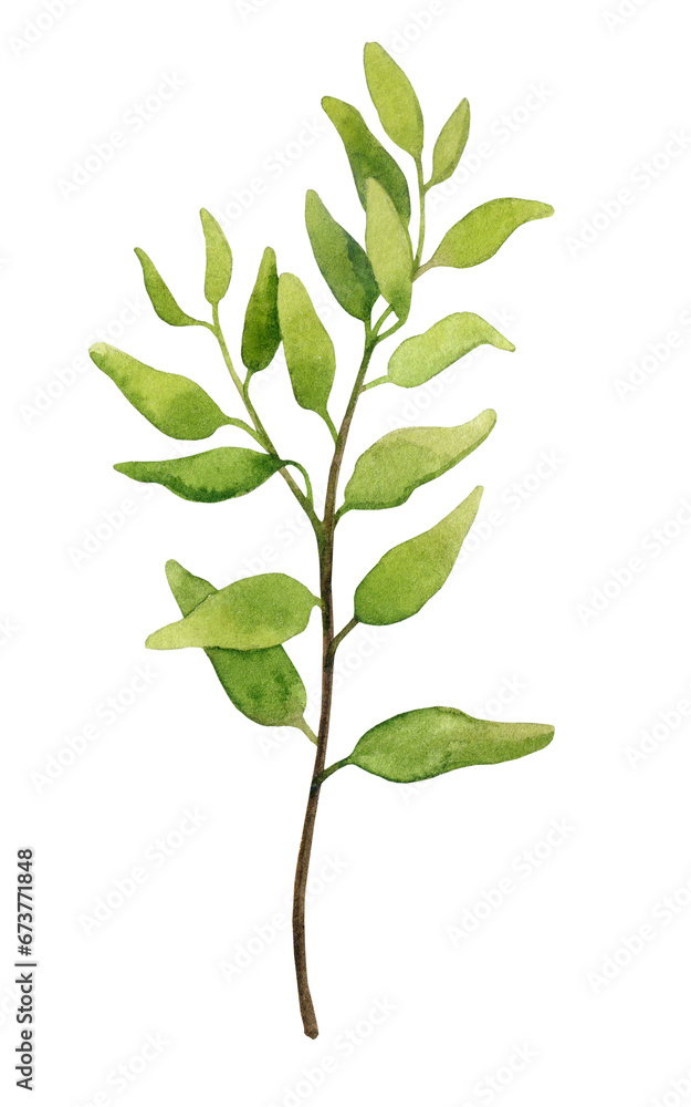Fototapeta premium Branch with lush green foliage. Watercolor botanical illustration. Isolated element for packaging design, logo, cards, wedding print, invitations, advertising, etc. 