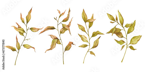 Set of branches with withering leaves. Watercolor botanical illustration. Isolated element for design of packaging, logo, cards, wedding printing, invitations, advertising, etc.
