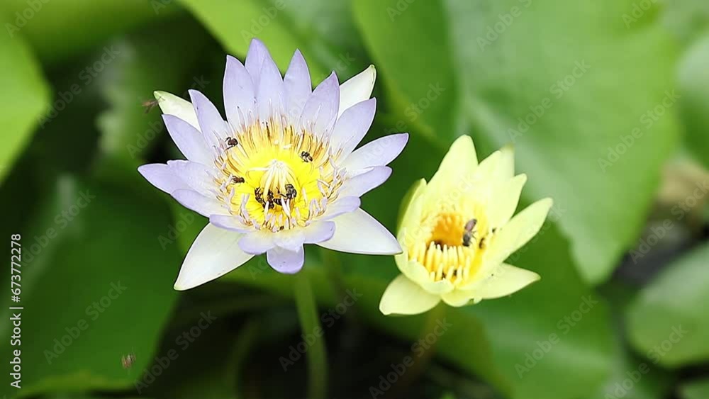 Bees swarming with lotus pollen, a swarm of bees flying in the lotus flower, nectar, lotus flower
Bees swarming with lotus pollen, a swarm of bees flying in the lotus flower, nectar, lotus flower