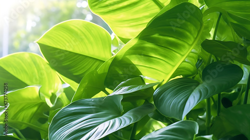 Beautiful green tropical leaves outdoors on sunny day