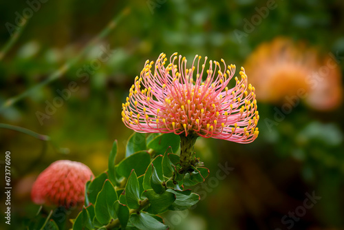 Common Pincushion (Leucospermum cordifolium) flower. Betty's (Bettys) Bay. Whale Coast. Overberg. Western Cape. South Africa photo