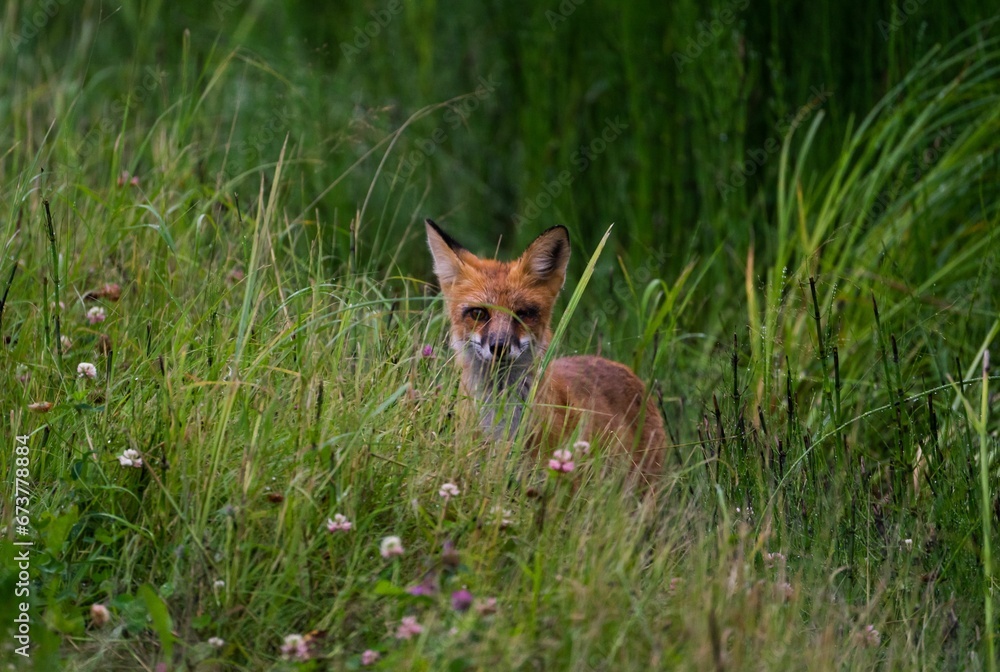 Young fox in the wild among the tall grass and weeds Young fox in the wild among the tall grass and weeds