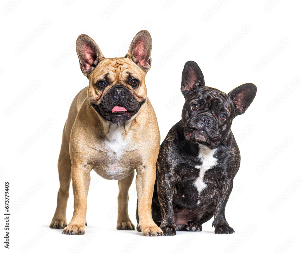 Two French bulldogs  dog sitting, isolated on white