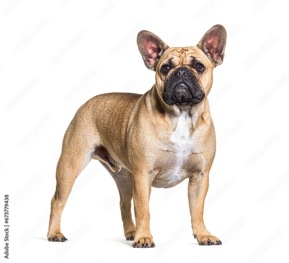 French bulldog dog standing isolated on white