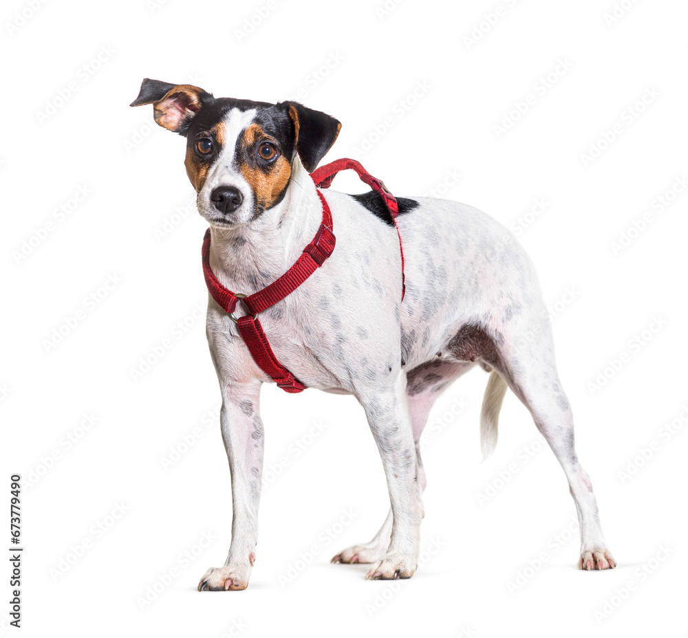 Mixedbreed dog dog standing isolated on white
