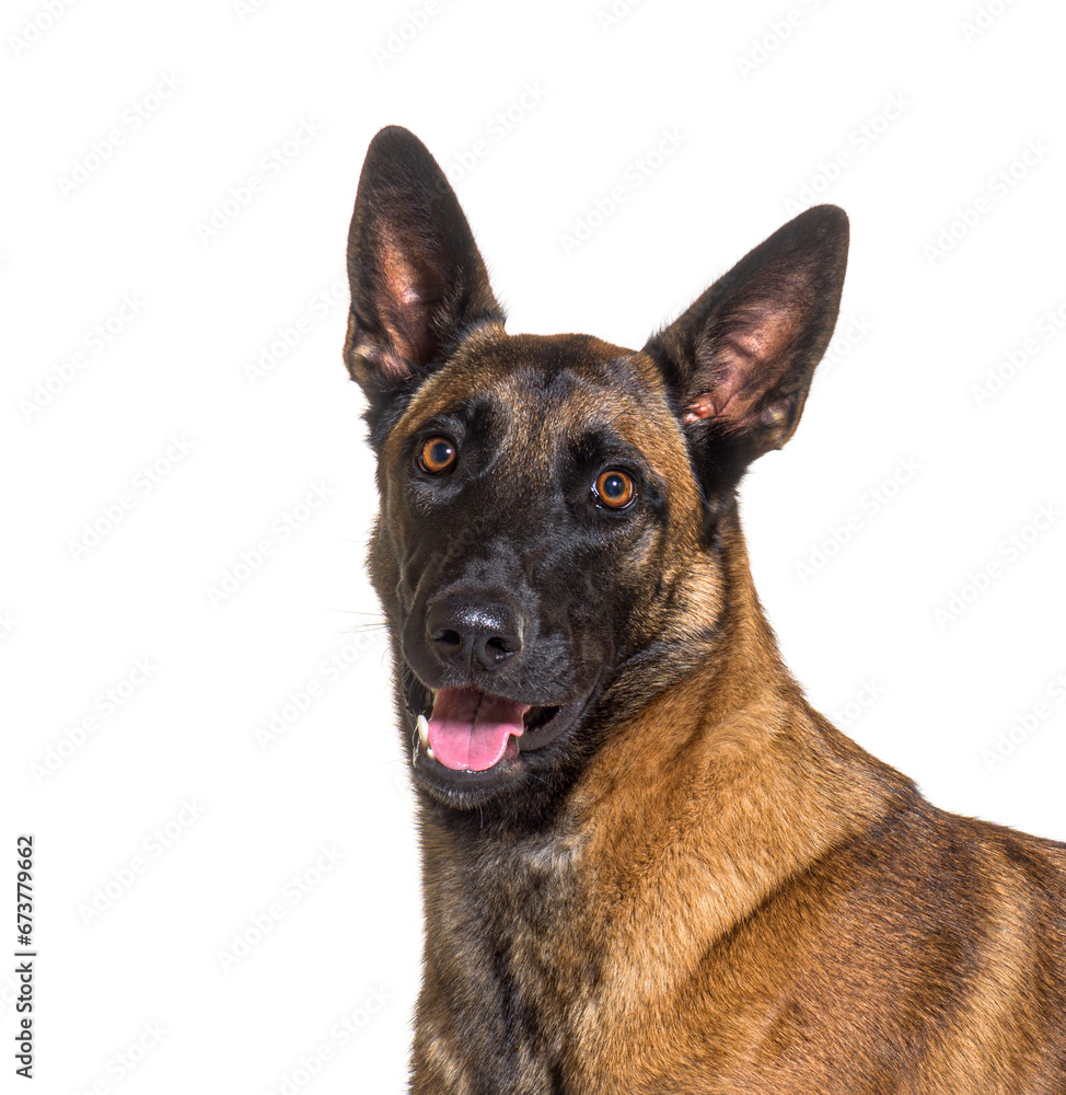 Close-up of Malinois dog isolated on white Close-up of Malinois dog isolated on white