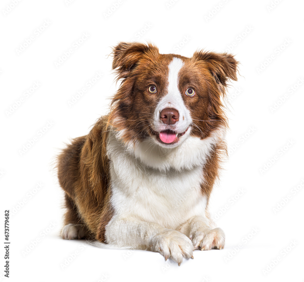 Border collie dog lying down isolated on white