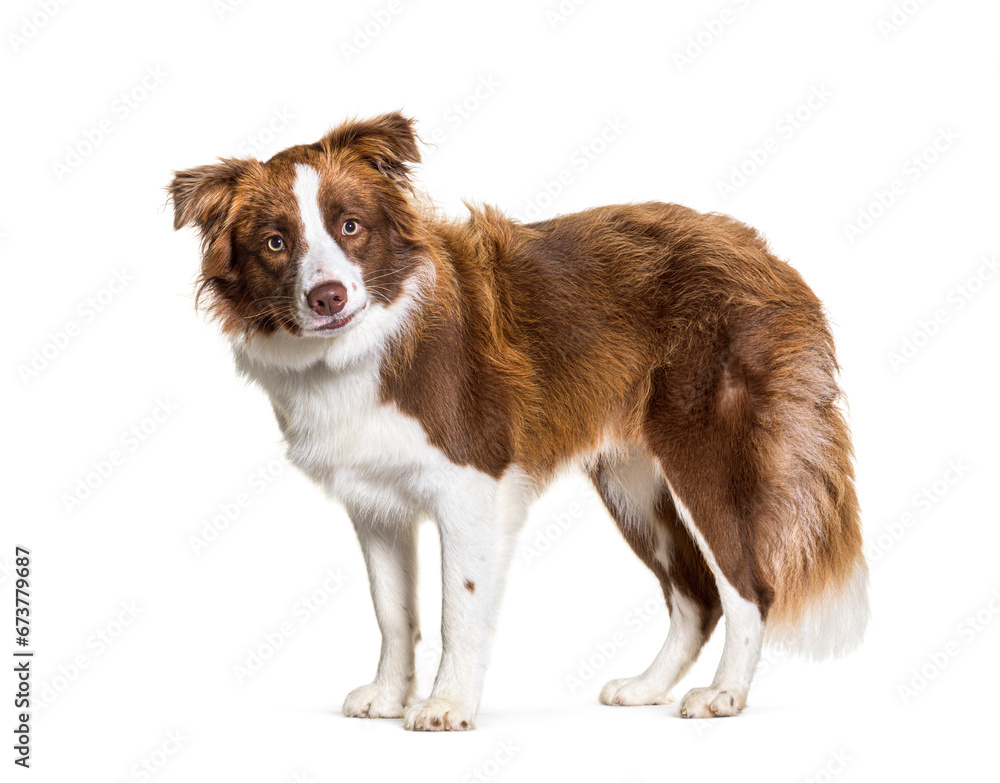 Border collie dog standing isolated on white