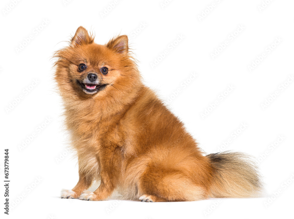 Obraz premium Keeshond, spitz, pomeranian dog sitting, isolated on white