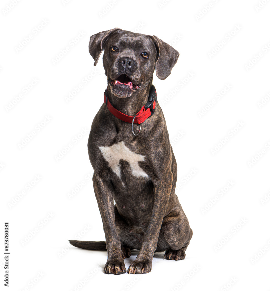 Cane corso dog sitting, isolated on white Cane corso dog sitting, isolated on white