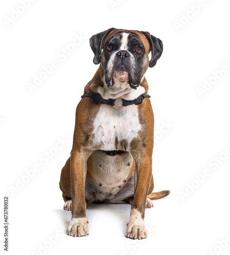 Boxer dog sitting, isolated on white