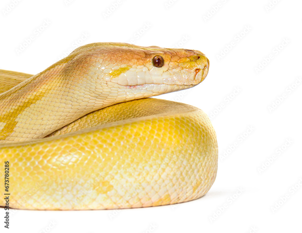 Yellow snake down isolated on white Yellow snake down isolated on white