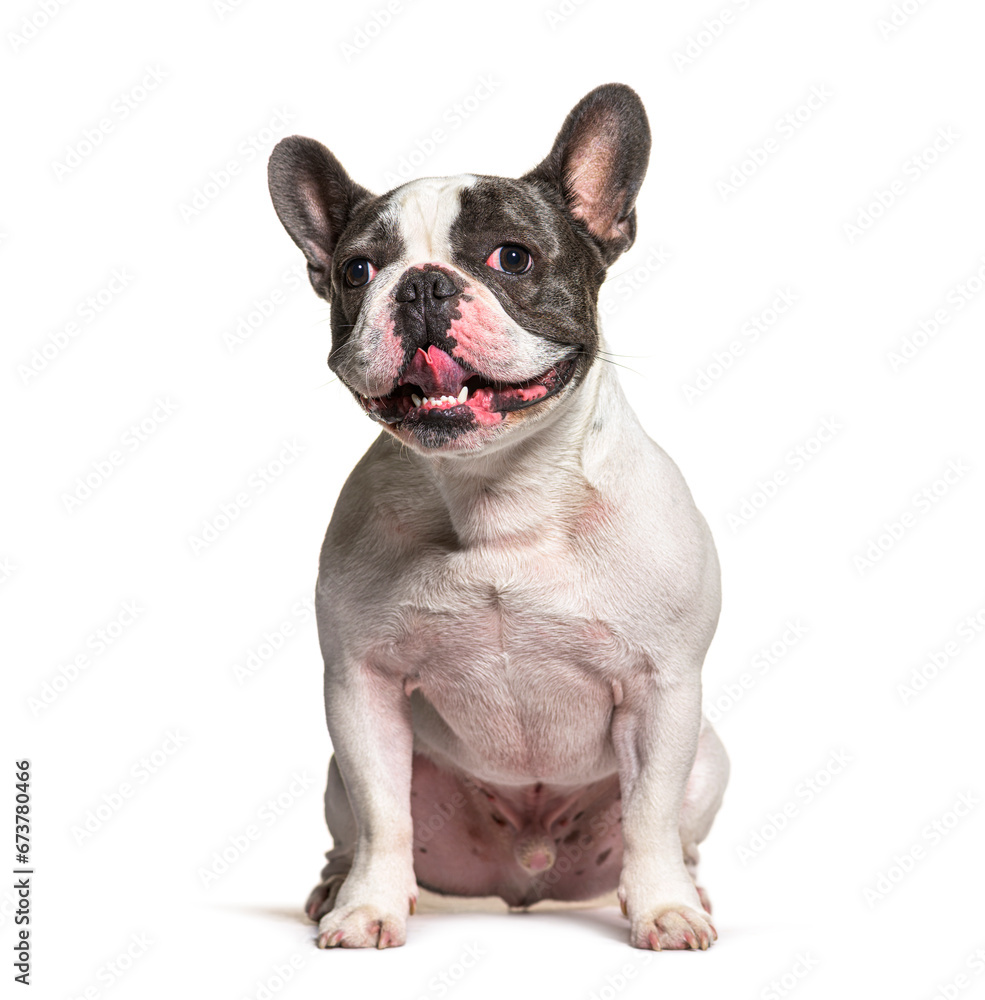 French Bulldog, isolated on white background