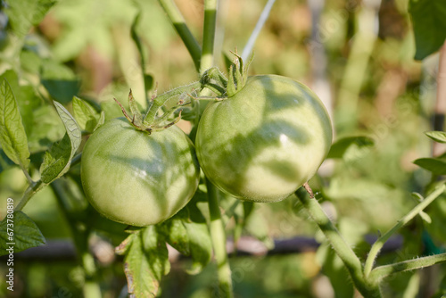 Unripe green tomatoes. Organic cultivation of domestic tomatoes. Tomato.