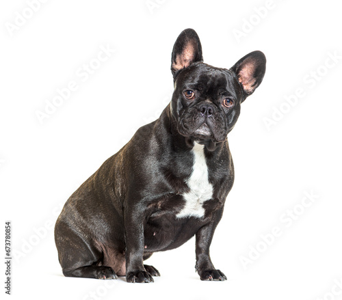 French bulldog isolated on white © Eric Isselée