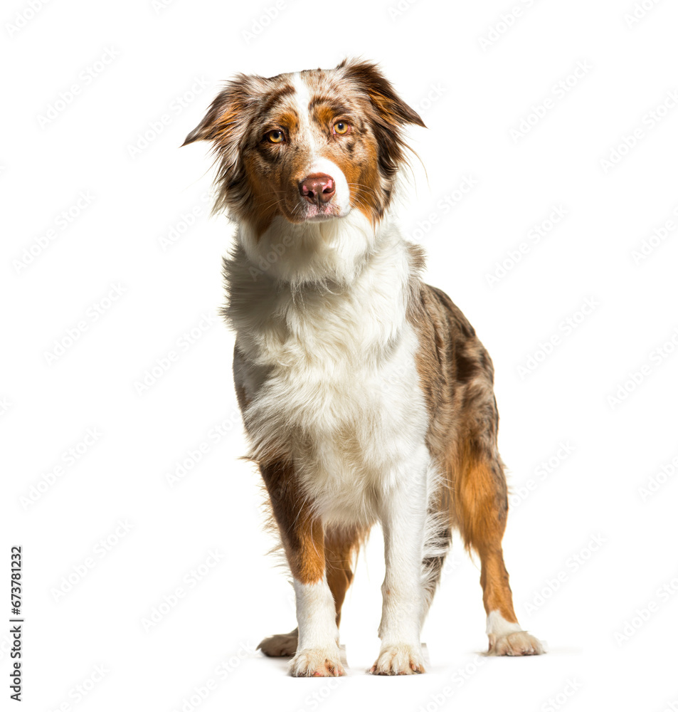 Australian Shepherd sitting and looking at the camera, isolated Australian Shepherd sitting and looking at the camera, isolated