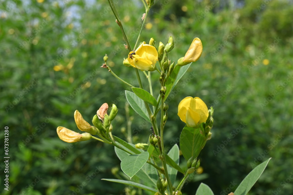 Pigeon pea crop with flowers. Pigeon pea plant in floral stage. Its other names Cajanus cajan, pigeonpea, red gram or tur. This is a perennial legume from the family Fabaceae.
Pigeon pea crop with flowers. Pigeon pea plant in floral stage. Its other names Cajanus cajan, pigeonpea, red gram or tur. This is a perennial legume from the family Fabaceae.