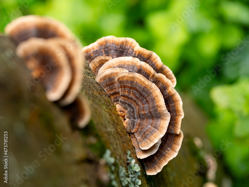 selective focus of a Coriolus versicolor or Polyporus versicolor (Trametes versicolor) on a trunk in the woods with blurred background photo