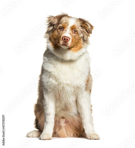Australian Shepherd sitting and looking at the camera, isolated © Eric Isselée