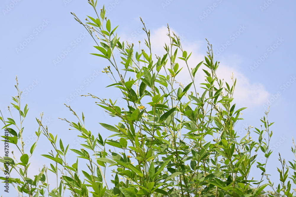Pigeon pea crop with flowers. Pigeon pea plant in floral stage. Its