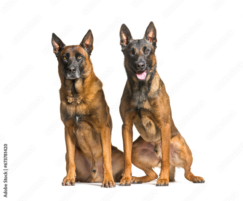 Malinois, Tervuren belgian dog isolated on white Malinois, Tervuren belgian dog isolated on white