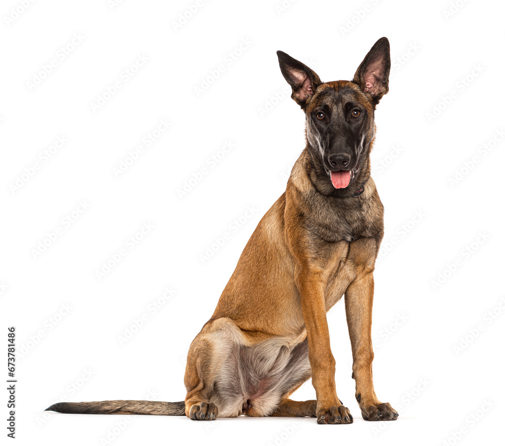 Malinois, Tervuren belgian dog isolated on white Malinois, Tervuren belgian dog isolated on white
