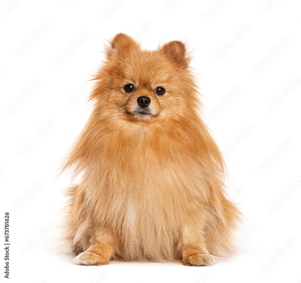 Spitz facing at the camera, isolated on white Spitz facing at the camera, isolated on white
