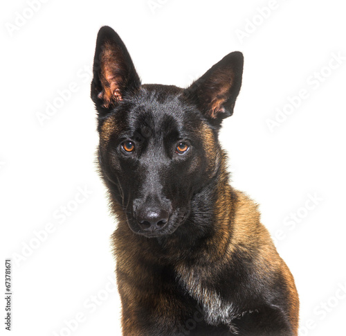 Malinois, Tervuren belgian dog isolated on white